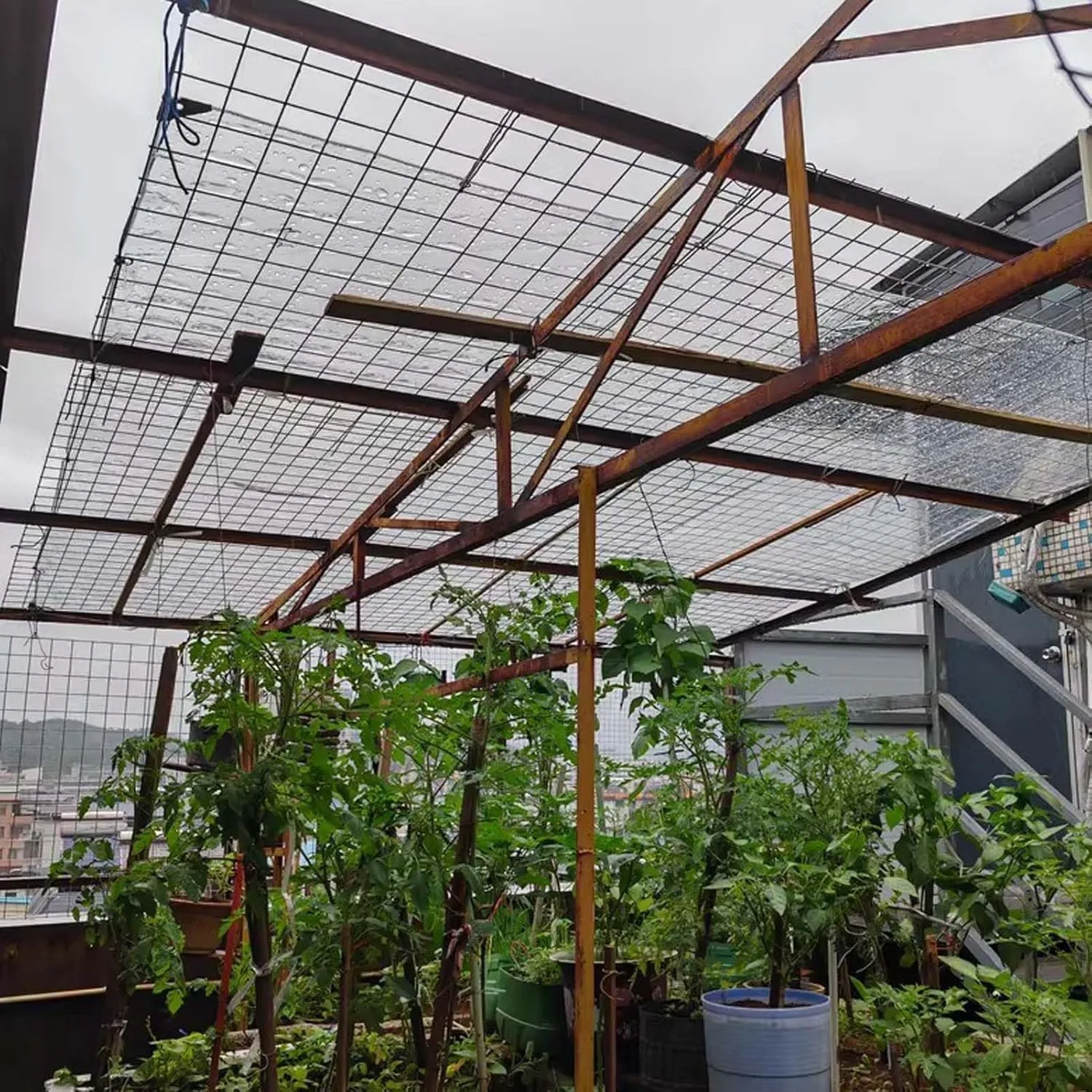 Heavy Duty Waterproof PVC Clear Tarps 11.5x3.3ft, Thick Transparent Tarpaulin with Grommets, PVC Plastic Tarp Dustproof, for Greenhouse Patio Chicken